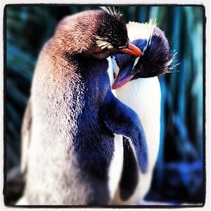 A Good Morning to be a Rockhopper Penguin!