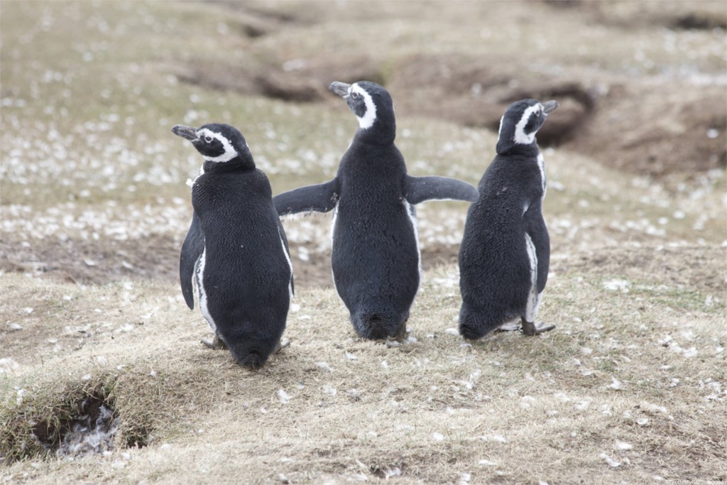 penguin, magellanic, two boldly go, photo