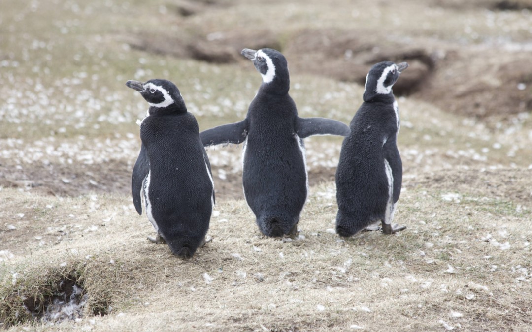 The Three Graces …. Magellanic Penguin Style