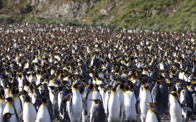 Salisbury Plain…Home to 500,000 King Penguins