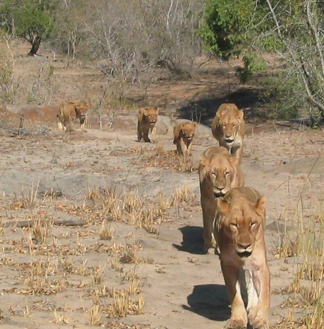 Lions on the March