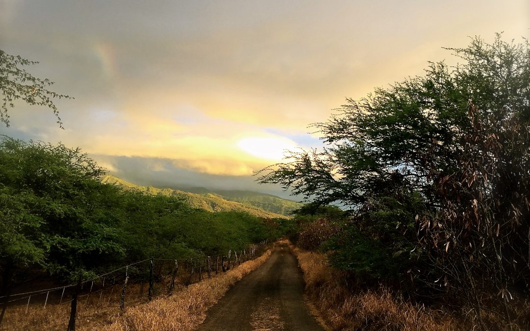Maui Morning Walks ……