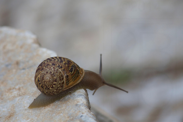 Even Snails can be Adventurous……
