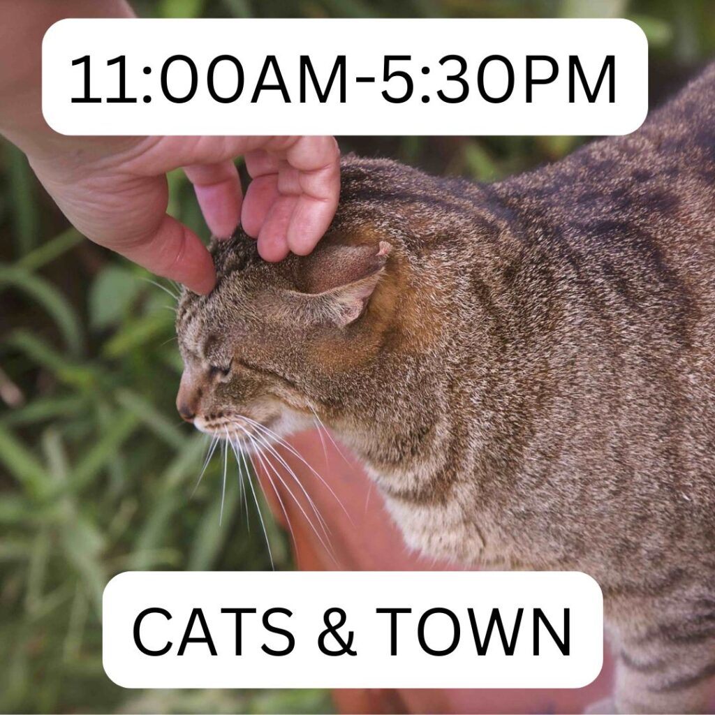Pic Product Thumbnail Lanai Cat Sanctuary Visit petting a tabby cat 